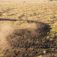 Great Wildebeest Migration