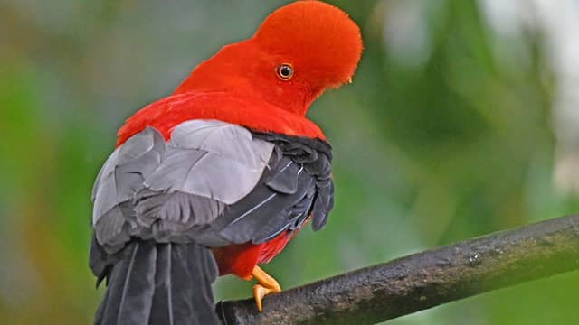 Andean cock-of-the-rock is most beautiful birds in the world and their names