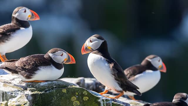 Atlantic Puffin 20 most beautiful birds in the world and their names