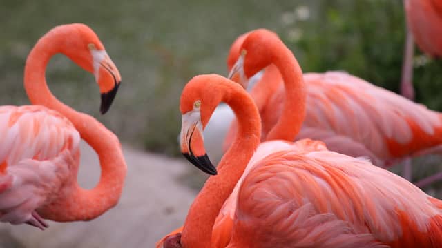 Flamingos 20 most beautiful birds in the world and their names