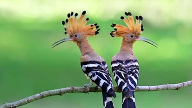 Hoopoe can be 20 most beautiful birds in the world and their names