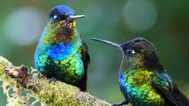 Hummingbirds 20 most beautiful birds in the world and their names