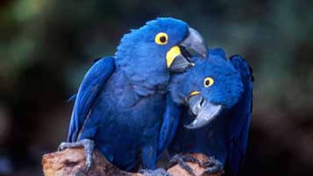 Hyacinth macaw 20 most beautiful birds in the world and their names