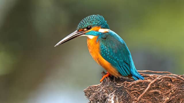 Kingfishers can be 20 most beautiful birds in the world and their names