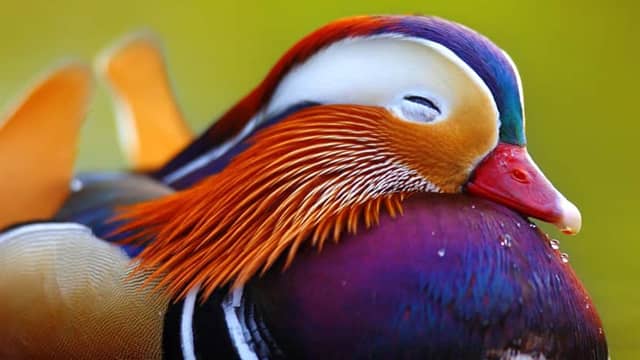 Mandarin duck can be 20 most beautiful birds in the world and their names