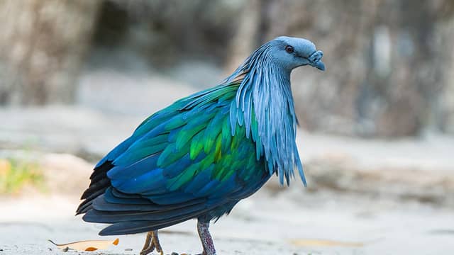 Nicobar pigeon is 20 most beautiful birds in the world and their names