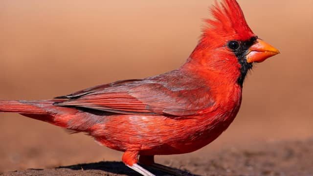 Northern cardinal is 20 most beautiful birds in the world and their names