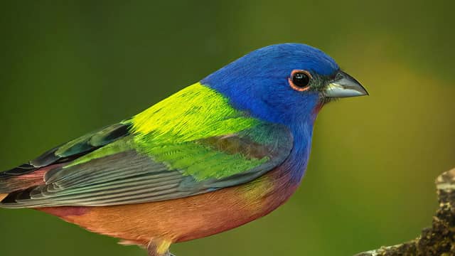 Painted bunting 20 most beautiful birds in the world and their names