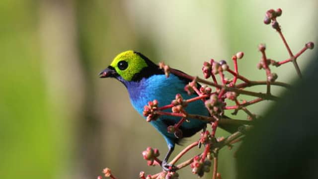 Paradise tanager is 20 most beautiful birds in the world and their names