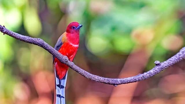 Red-Headed Trogon 20 most beautiful birds in the world and their names