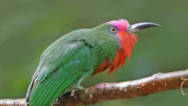 Red-bearded bee-eater 20 most beautiful birds in the world and their names