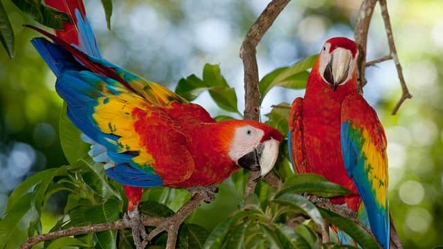 Scarlet Macaw 20 most beautiful birds in the world and their names