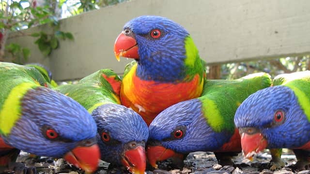 The rainbow lorikeet 20 most beautiful birds in the world and their names