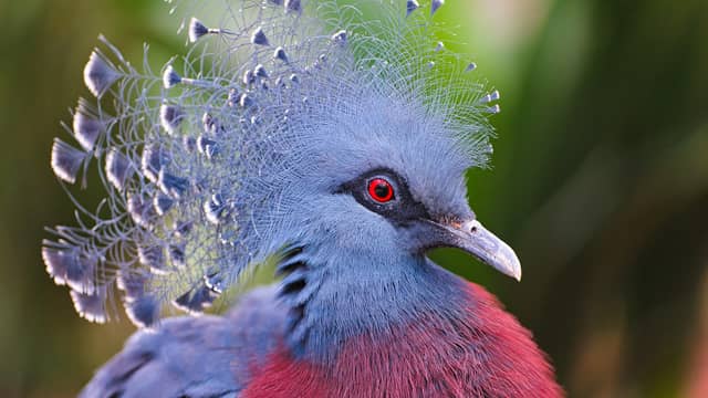 Victoria crowned pigeon 20 most beautiful birds in the world and their names