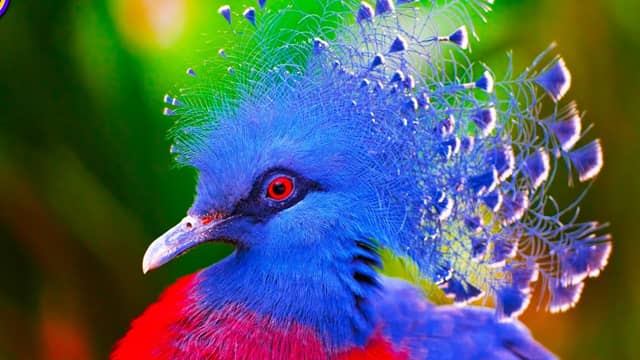 top 20 most beautiful birds in the world